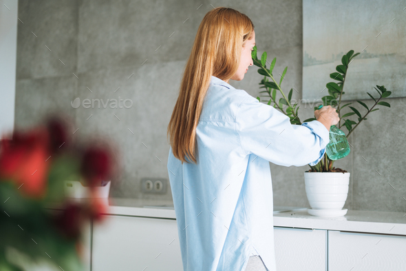 Young woman in blue shirt with spray with water in hands takes care of houseplant in kitchen at home - Stock Photo - Images