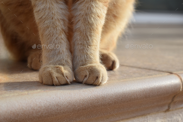 Ginger cat paw closeup. Ginger cat sitting on the ground in the morning.