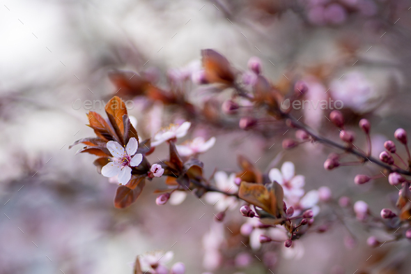 Branch of blossoming plum with pink flowers closeup. Japanese Sakura cherry blossoms. Spring time - Stock Photo - Images