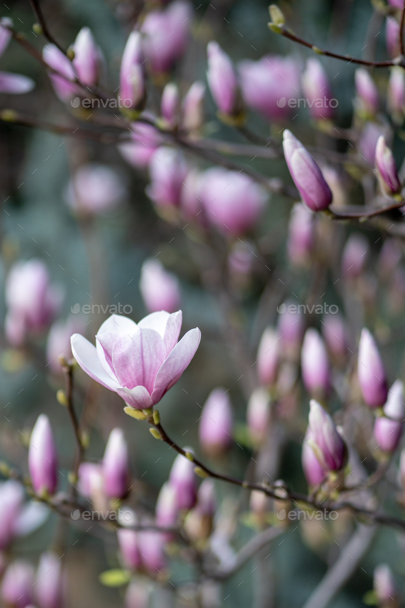 Blooming magnolia bush with pink flowers on branches in spring. Tender pink flowers in springtime. - Stock Photo - Images