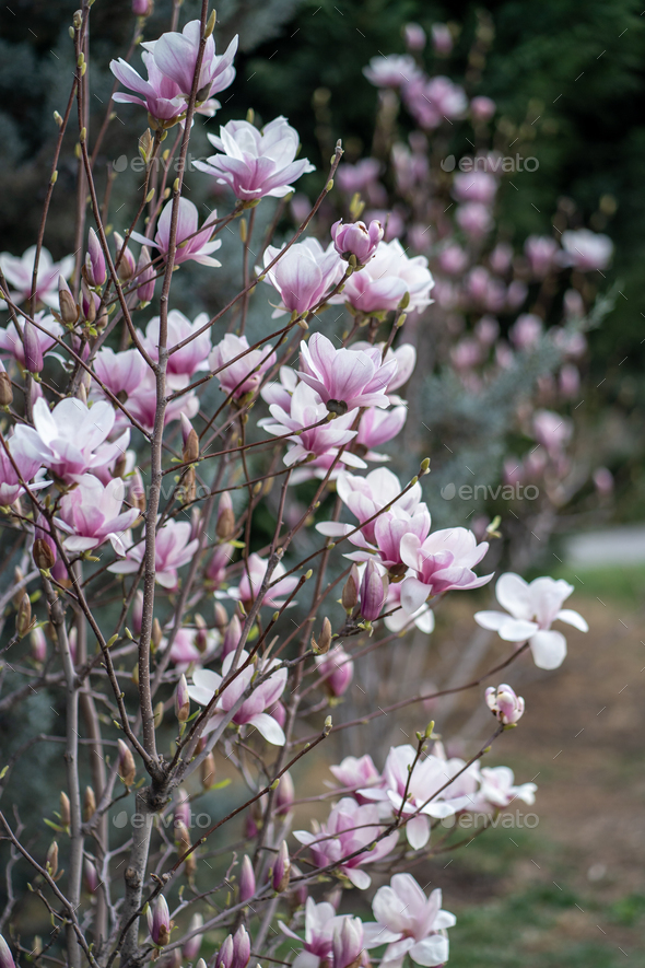 Blooming magnolia bush with pink flowers on branches in spring. Tender pink flowers in springtime. - Stock Photo - Images
