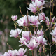 Blooming magnolia bush with pink flowers on branches in spring. Tender pink flowers in springtime. - PhotoDune Item for Sale