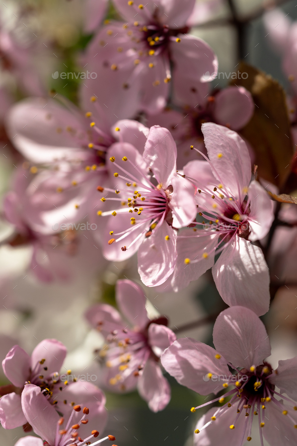Branch of blossoming apricot with pink flowers closeup. Japanese Sakura cherry blossoms. Spring time - Stock Photo - Images