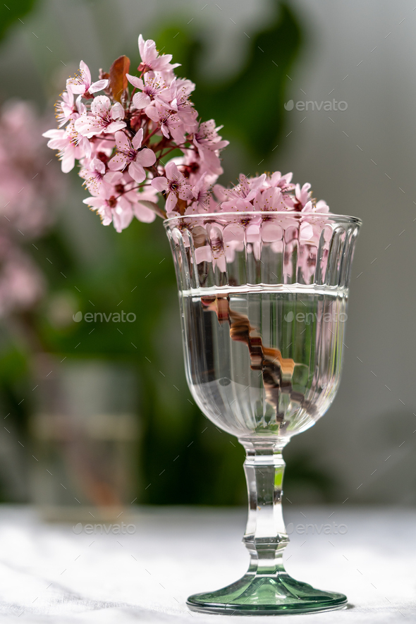 Bouquet of blossoming apricot branches in wineglass on table at home. Japanese Sakura cherry blossom - Stock Photo - Images
