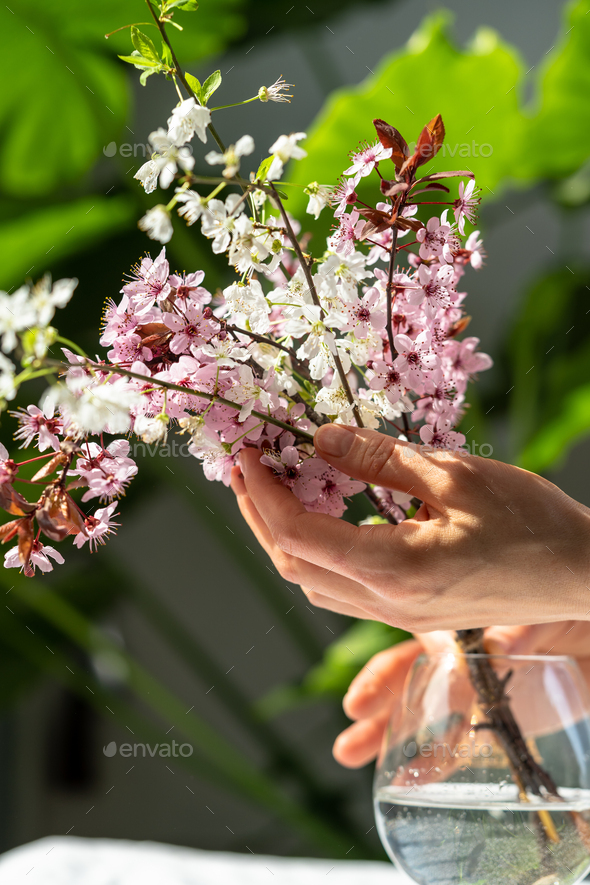 Woman hands touches bouquet of blossoming apricot branches in glass. Japanese Sakura cherry blossoms - Stock Photo - Images