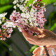 Woman hands touches bouquet of blossoming apricot branches in glass. Japanese Sakura cherry blossoms - PhotoDune Item for Sale