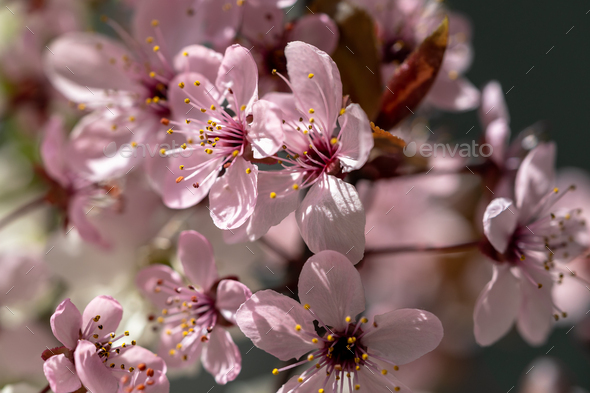 Branch of blossoming apricot with pink flowers closeup. Japanese Sakura cherry blossoms. Spring time - Stock Photo - Images