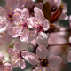Branch of blossoming apricot with pink flowers closeup. Japanese Sakura cherry blossoms. Spring time - PhotoDune Item for Sale