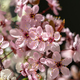 Branch of blossoming apricot with pink flowers closeup. Japanese Sakura cherry blossoms. Spring time - PhotoDune Item for Sale