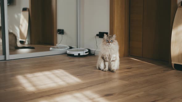 Domestic Cat Sits on Flour in Contemporary Interior in Sunlight alt