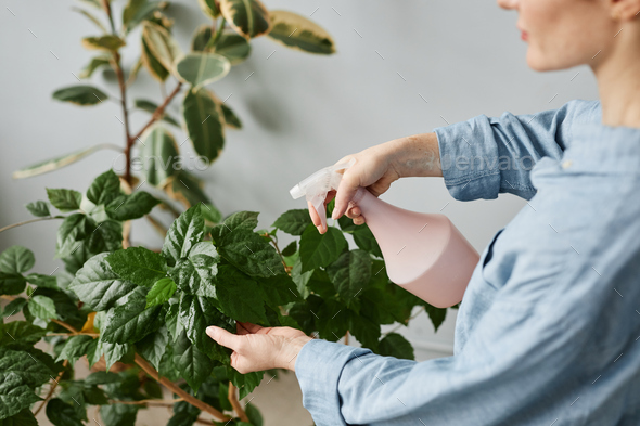 Side view closeup of young woman watering plants caring for home greenery - Stock Photo - Images