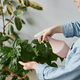 Side view closeup of young woman watering plants caring for home greenery - PhotoDune Item for Sale