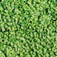 microgreen Foliage Background. pea leaf. sprout vegetables germinated from high quality organic - PhotoDune Item for Sale