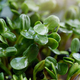 microgreen Foliage Background. pea leaf. sprout vegetables germinated from high quality organic - PhotoDune Item for Sale
