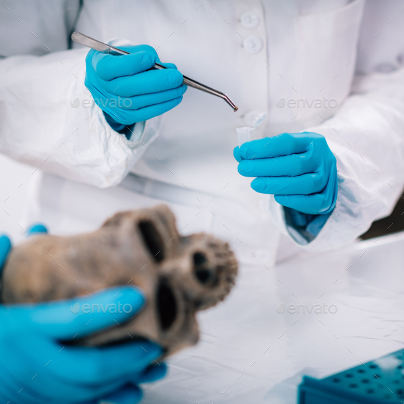 Bioarcheology. Archaeologist Analyzing Ancient Human Skull in Laboratory - Stock Photo - Images
