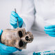 Bioarcheology. Archaeologist Analyzing Ancient Human Skull in Laboratory - PhotoDune Item for Sale