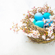 Happy Easter - nest with Easter eggs and cherry branch on white background with copy space - PhotoDune Item for Sale