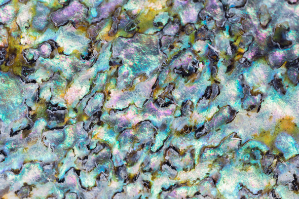Shiny mother-of-pearl of Abalone shell background