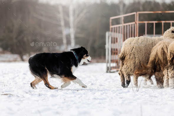 Bernese mountain hot sale dog herding