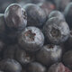 Close up view of fresh ripe  blueberries - PhotoDune Item for Sale