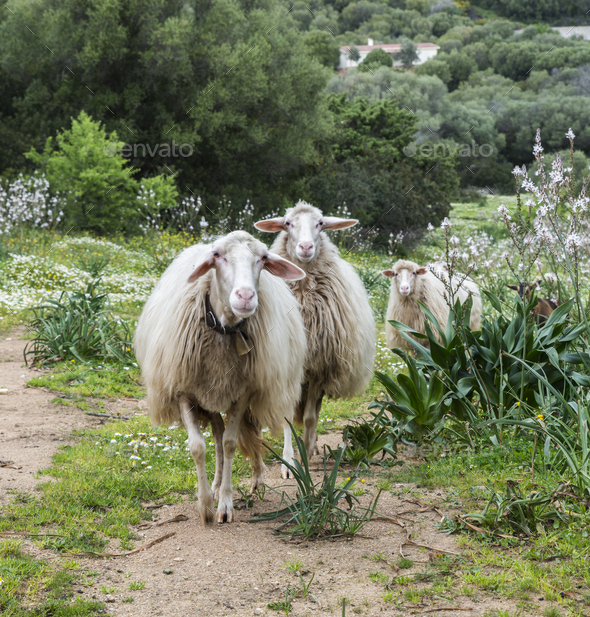 three sardinia sheep
