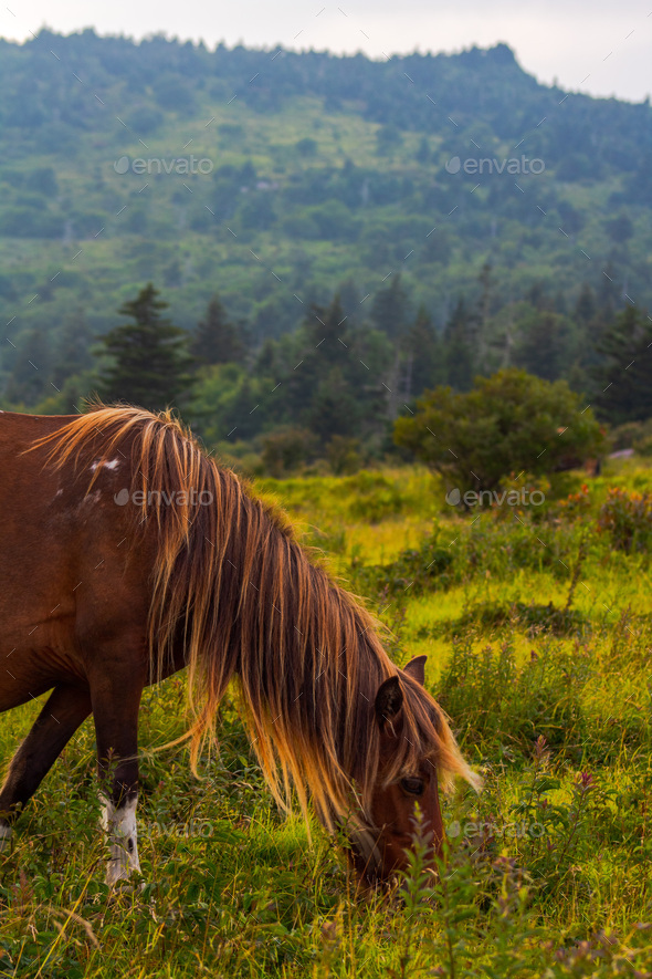 Grayson Highlands wild pony - Stock Photo - Images