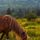 Grayson Highlands wild pony - PhotoDune Item for Sale