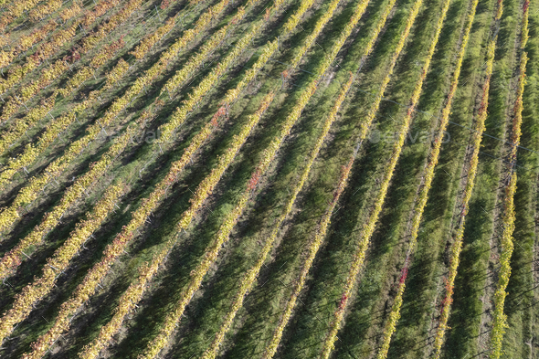 Aerial view of the rows of vines - Stock Photo - Images