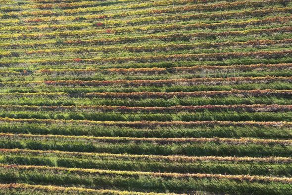 Aerial view of the rows of vines - Stock Photo - Images