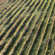 Aerial view of the rows of vines - PhotoDune Item for Sale