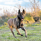 puppy malinois in nature - PhotoDune Item for Sale