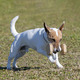 training of jack russel terrier - PhotoDune Item for Sale