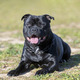staffordshire bull terrier - PhotoDune Item for Sale