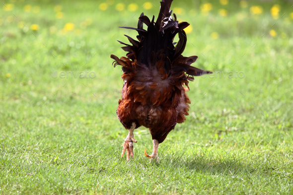 Rooster going away in the green summer meadow - Stock Photo - Images