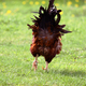 Rooster going away in the green summer meadow - PhotoDune Item for Sale
