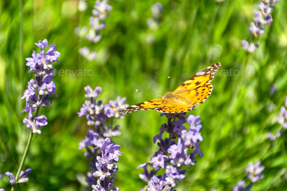 Butterfly Vanessa is orange on a purple lavender flower in the sunlight. - Stock Photo - Images