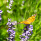 Butterfly Vanessa is orange on a purple lavender flower in the sunlight. - PhotoDune Item for Sale