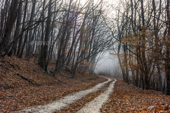 Road in the autumn misty forest. - Stock Photo - Images