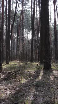 Vertical Video of the Pine Forest in the Afternoon alt