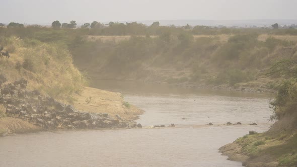 Wildebeests crossing Mara River alt