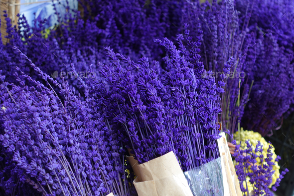 Dry Lavender Bunches Close up , - Stock Photo - Images