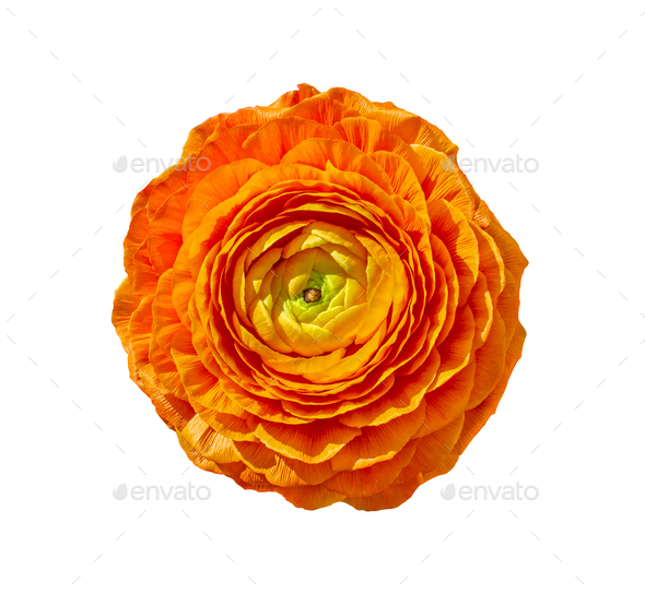 Orange Ranunculus Asiaticus buttercup flower top view isolated on white