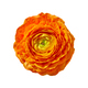 Orange Ranunculus Asiaticus buttercup flower top view isolated on white background. - PhotoDune Item for Sale