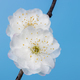 plum blossom closeup - PhotoDune Item for Sale