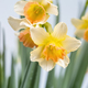 daffodils closeup in spring - PhotoDune Item for Sale