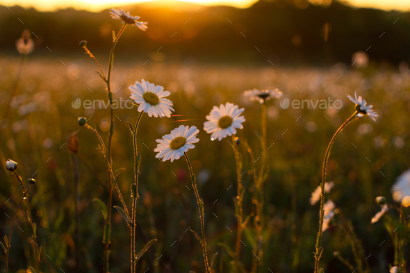 Bright rays of the sun illuminate the field with daisies - Stock Photo - Images