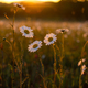 Bright rays of the sun illuminate the field with daisies - PhotoDune Item for Sale