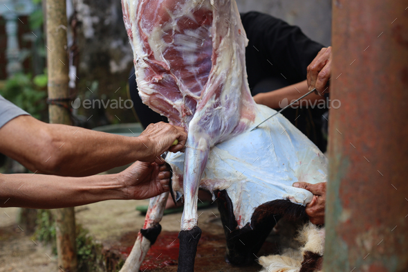 The process of cutting meat for the celebration of Eid al-Adha. The Muslim's Feast of Sacrifice or Q - Stock Photo - Images
