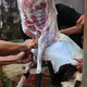 The process of cutting meat for the celebration of Eid al-Adha. The Muslim&#39;s Feast of Sacrifice or Q - PhotoDune Item for Sale