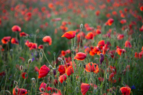 Field of poppies. Nature summer wild flowers. Red flower poppies plant ...